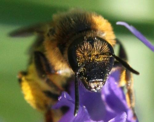 Lasioglossum xanthopus